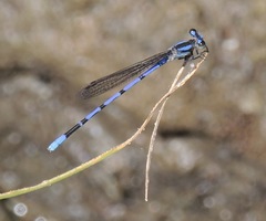 Argia carlcooki