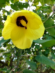 Hibiscus tiliaceus tiliaceus