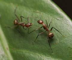 Camponotus nicobarensis