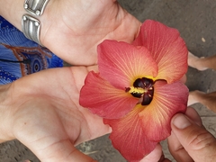 Hibiscus tiliaceus tiliaceus