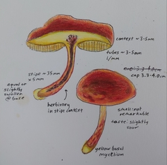Boletus ruborculus