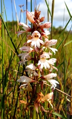 Satyrium sphaerocarpum