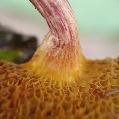 Boletus ruborculus