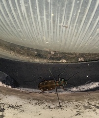 Cosmodela intermedia