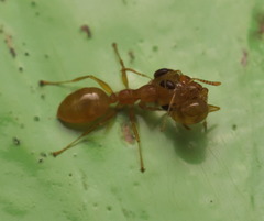 Gesomyrmex howardi