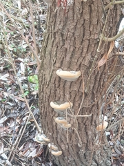 Phellinus alni