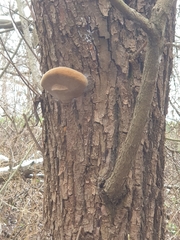 Phellinus alni