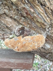 Phellinus alni