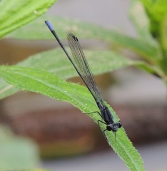 Argia frequentula