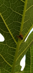 Trachelopachys