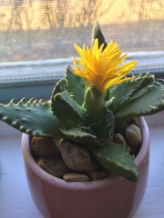 Faucaria