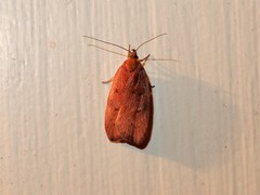 Phaeosaces coarctatella