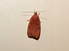 Phaeosaces coarctatella