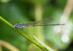 Argia lilacina