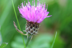 Centaurea decipiens