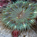 Sunburst Anemone - Photo (c) Ed Bierman, some rights reserved (CC BY)