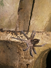 Cupiennius salei
