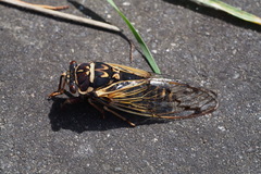 Auritibicen bihamatus