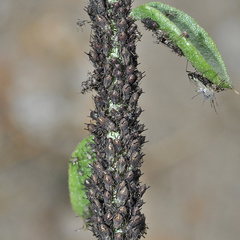 Uroleucon jaceae