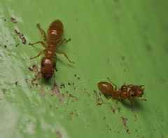 Gesomyrmex howardi