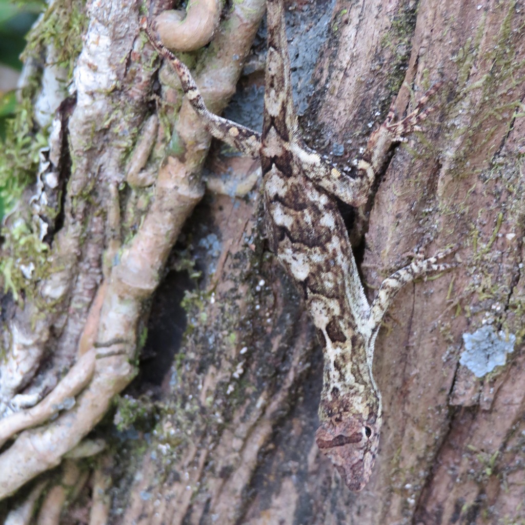 Central Valley Highland Anole