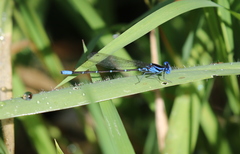 Argia pulla