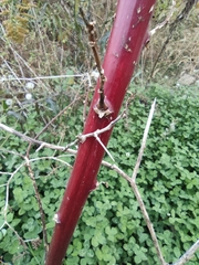 Phytolacca americana