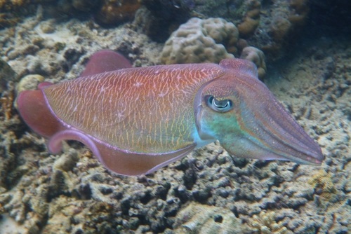 Pharaoh Cuttlefish