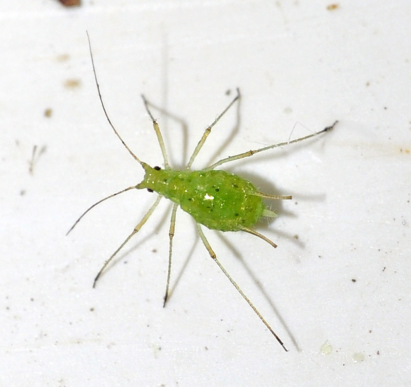 Uroleucon inulae