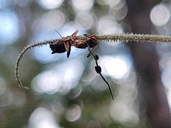 Ophiocordyceps camponoti-floridani
