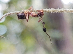 Ophiocordyceps camponoti-floridani