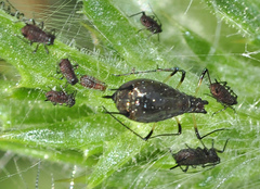 Uroleucon carthami