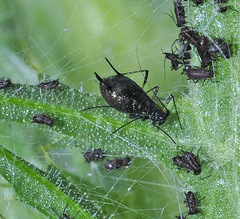 Uroleucon carthami