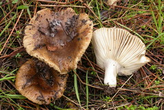 Russula sororia