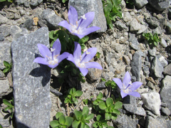 Campanula cenisia
