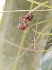 Ophiocordyceps camponoti-floridani
