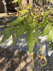 Carya illinoinensis