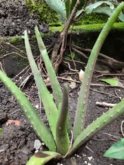 Aloe vera