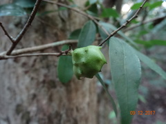 Annona globiflora