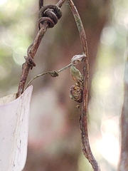 Ophiocordyceps camponoti-floridani
