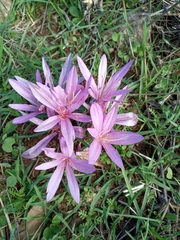 Colchicum hierosolymitanum