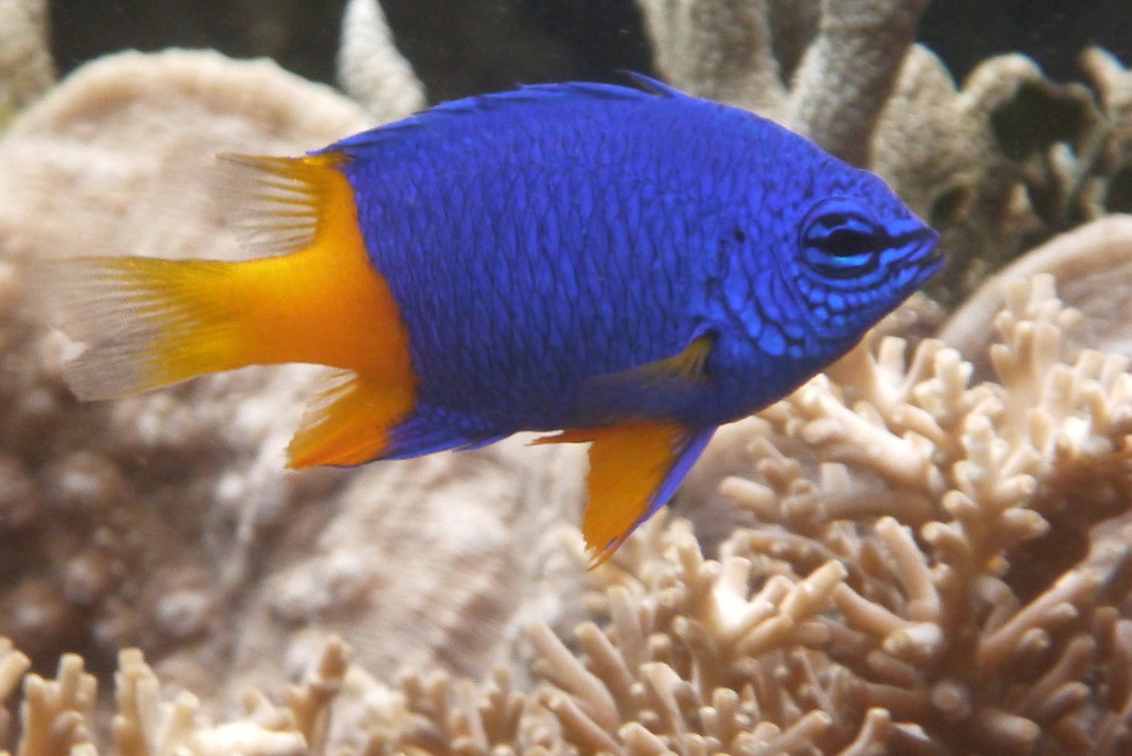 Arnaz's Damselfish