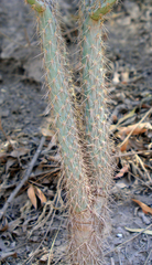 Opuntia schickendantzii