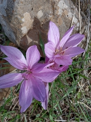 Colchicum feinbruniae