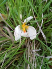 Crocus aleppicus