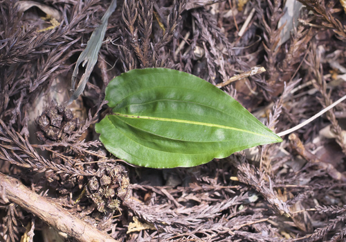 Tipularia japonica iNat (3)