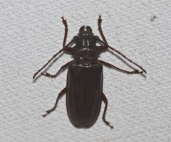 Cacodacnus planicollis