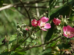Phymosia rosea