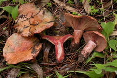 Lactarius vinosus