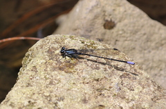 Argia ulmeca